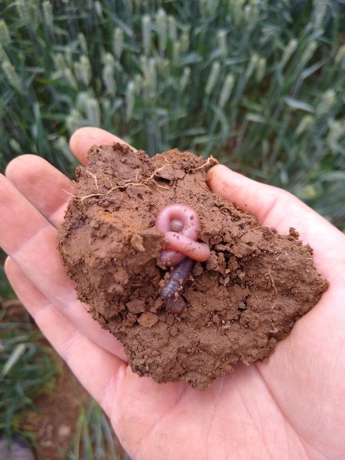 An earthworm in a handful of soil held over a crop field