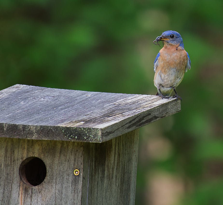 Eastern bluebird holding an insect in its beak on the roof of a wooden nest box