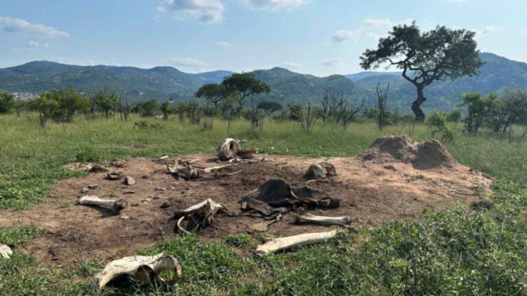 Elephant carcass bones and dried skin on a bare patch of savanna, photographed by study lead author Courtney Reed