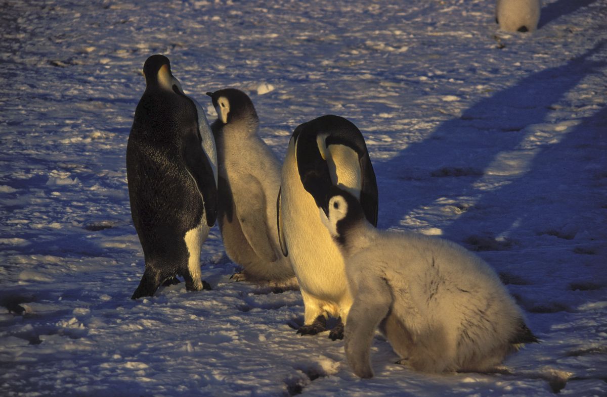 Adult emperor penguins and downy chicks standing on the snow at Atka Bay