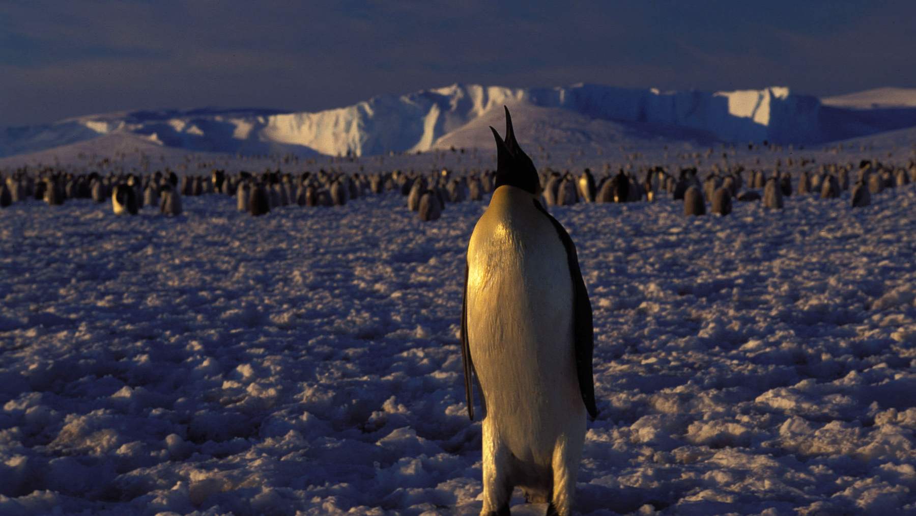 An emperor penguin calls in front of the Atka Bay colony on Antarctic ice, with ice cliffs behind