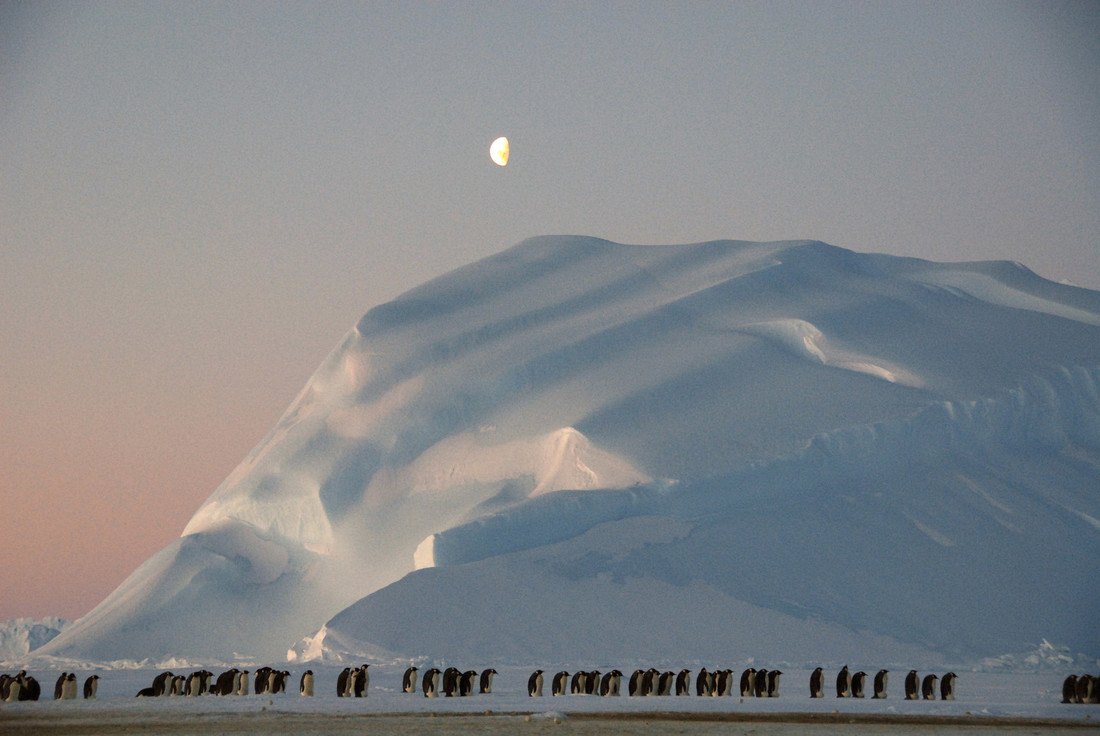 Emperor penguins walking in a line across sea ice in front of a large iceberg