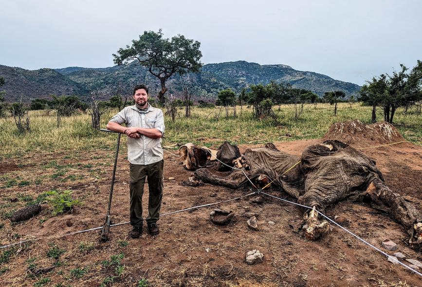 Ecologist Nathan Lemoine standing beside an elephant carcass with measuring tapes stretched across the site