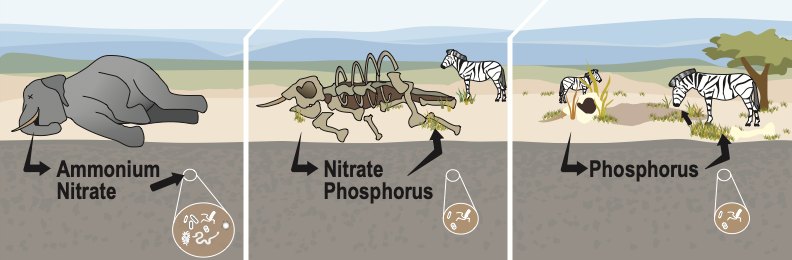 Illustration of an elephant carcass releasing ammonium, nitrate and phosphorus into savanna soil over time