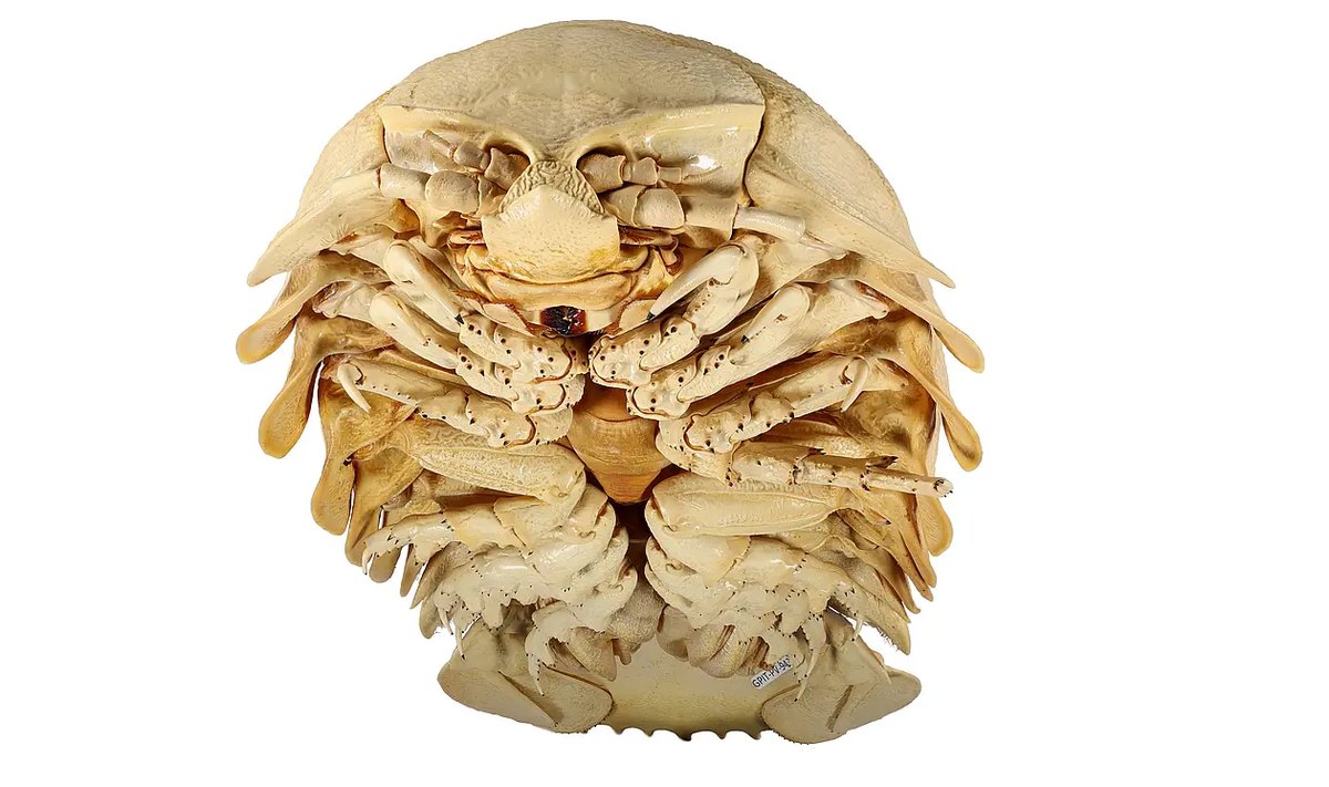 Underside of the dried giant isopod Bathynomus tuebingoborikensis showing its many pairs of legs and mouthparts
