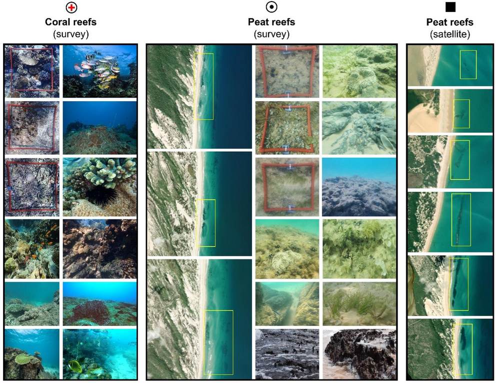 Panels comparing coral reef and peat reef surveys in Mozambique, with underwater photos and satellite views