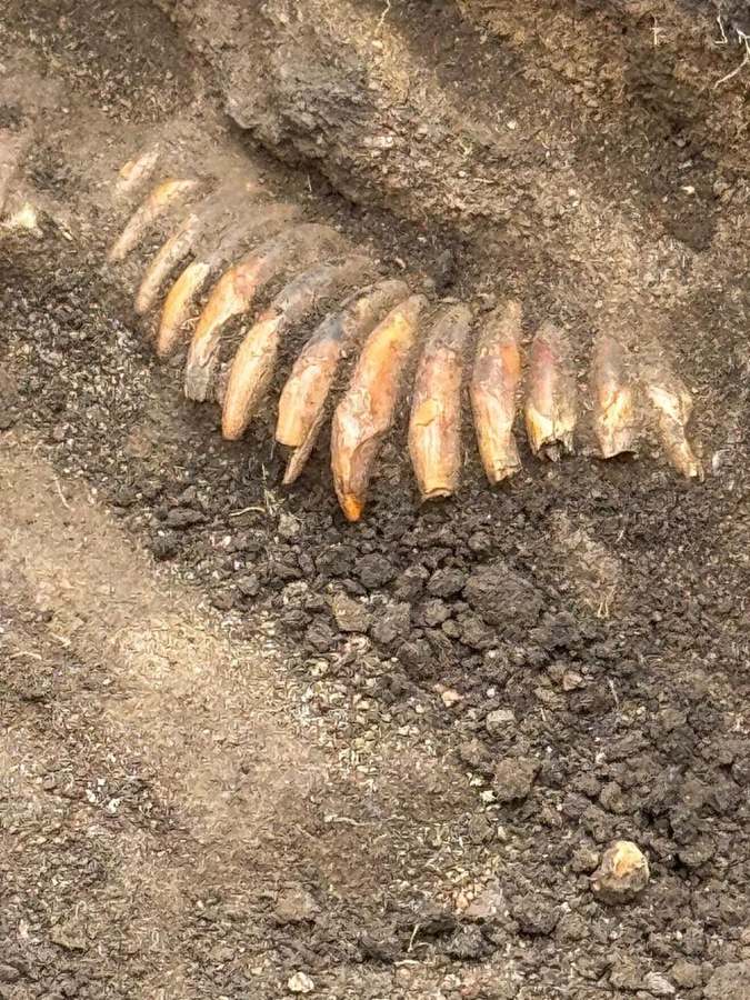 Row of drilled animal teeth from a Stone Age necklace still lying in the soil at Żórawina, Poland