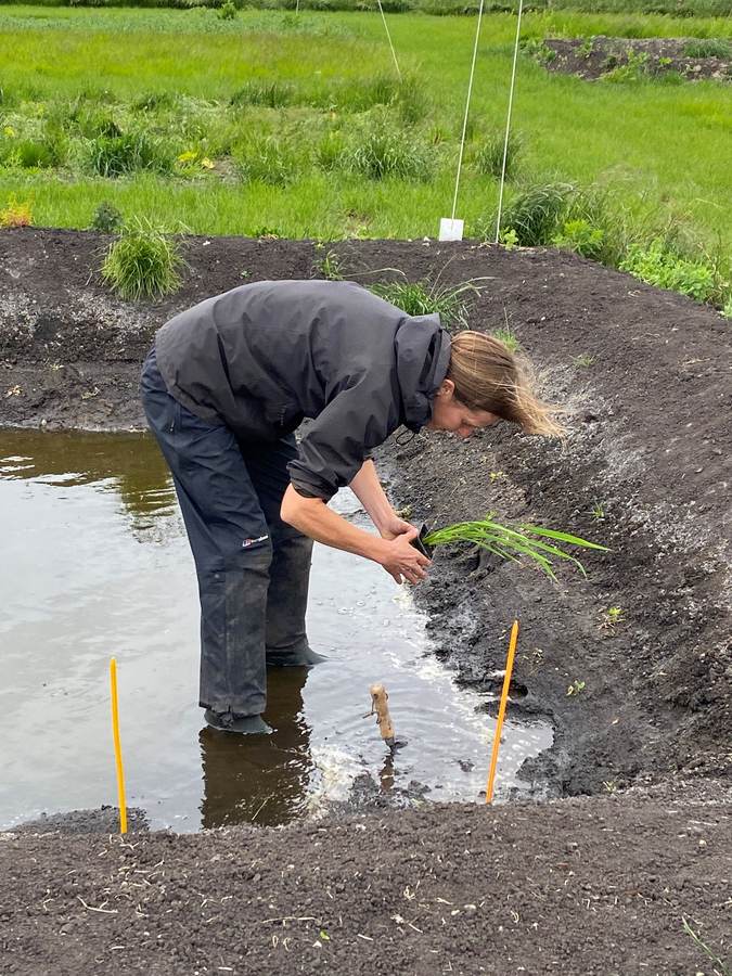 A researcher standing in a flooded paddy transplants a rice seedling into the peat near Ely