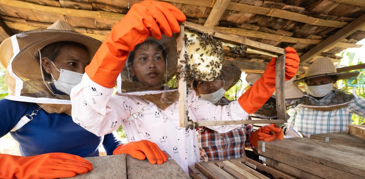 Women beekeepers in protective hats and orange gloves inspect a honeycomb frame covered in bees in Samlaut, Cambodia
