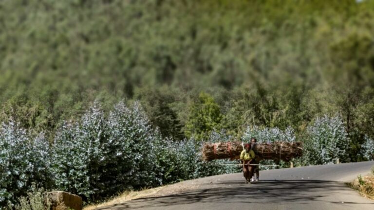 entoto eucalyptus firewood