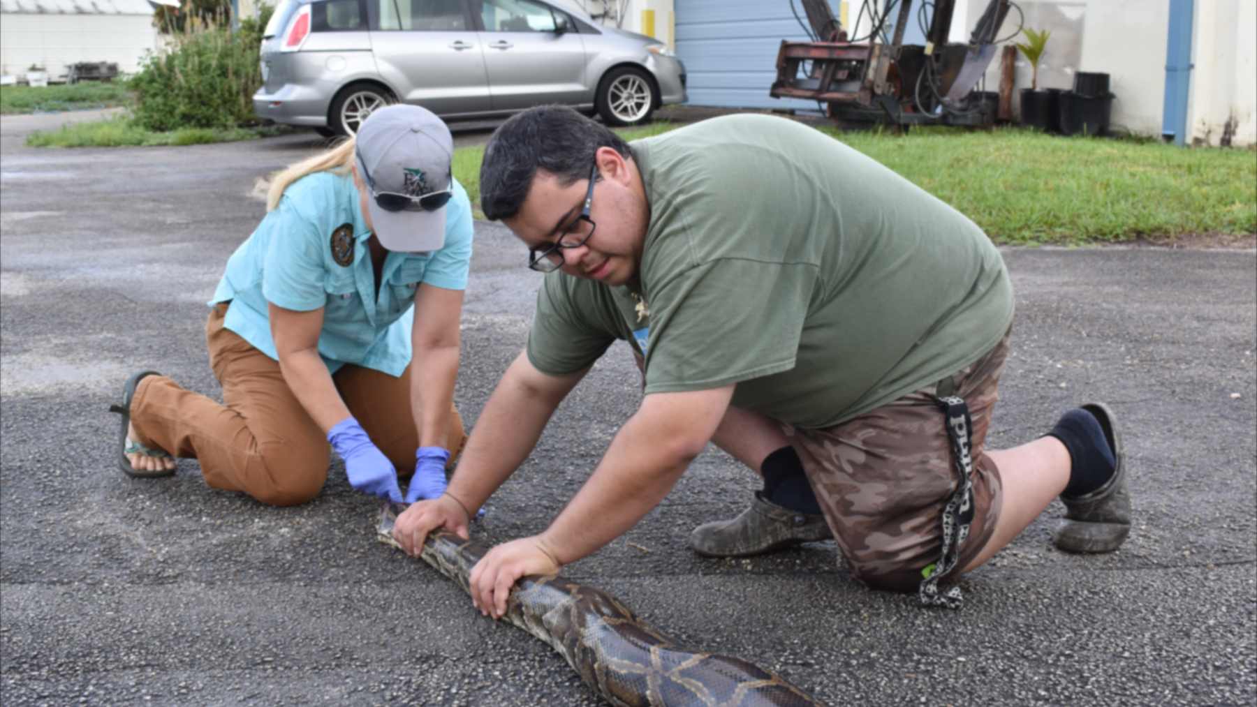 Two people kneel on pavement measuring a long Burmese python stretched along the ground