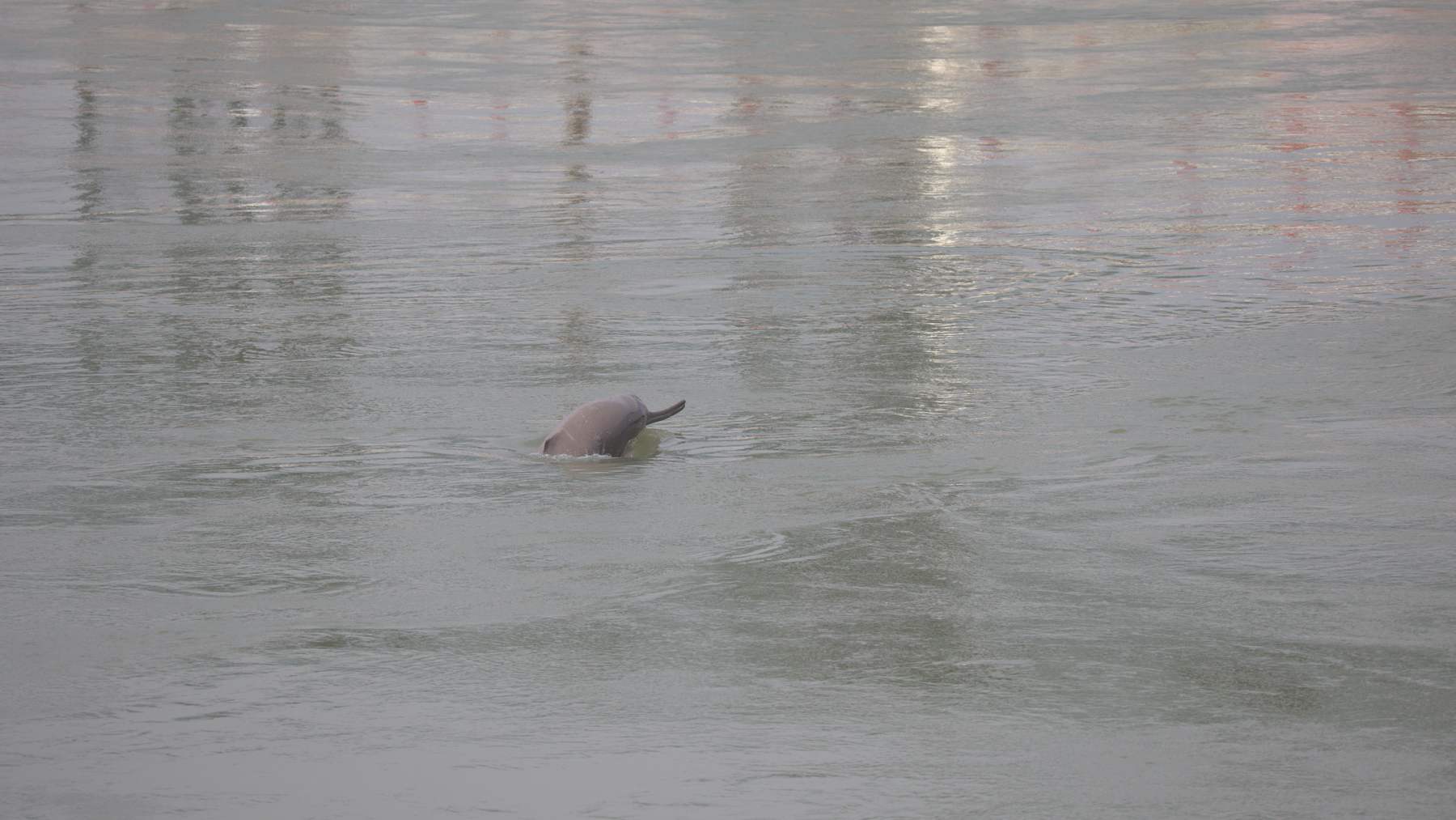 A Ganges river dolphin surfacing in brown river water