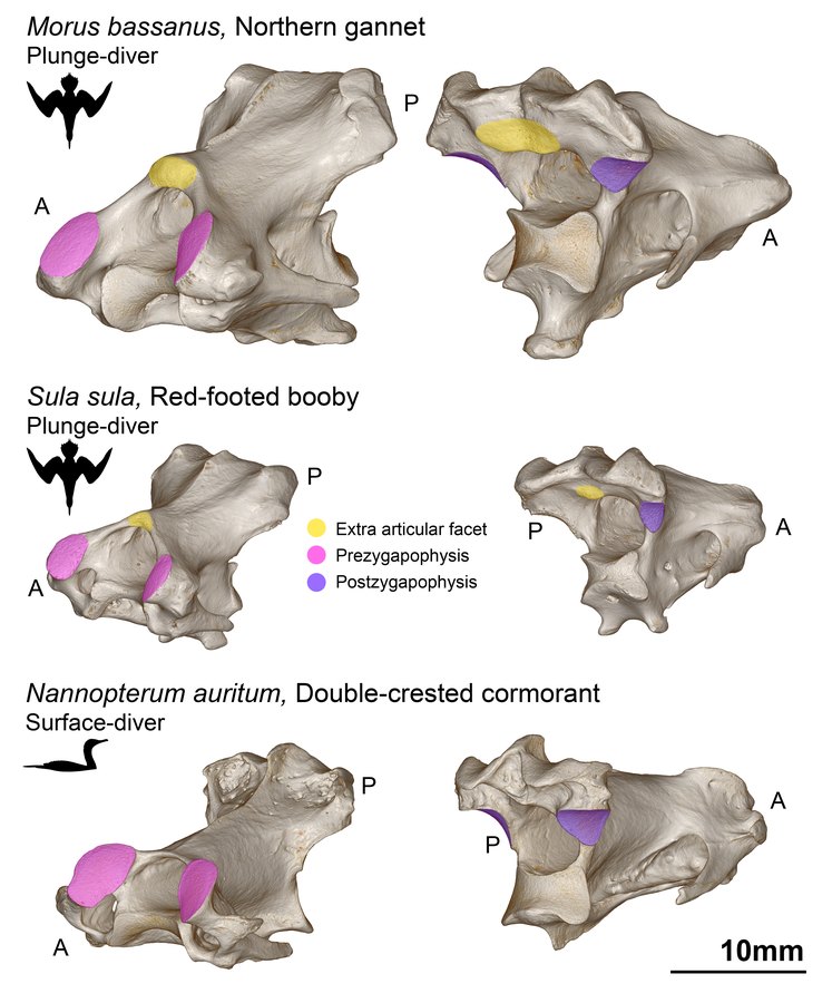 3D models of the fifth neck vertebra of a northern gannet, a red-footed booby and a double-crested cormorant, with the extra articular facet of plunge-diving seabirds marked in yellow