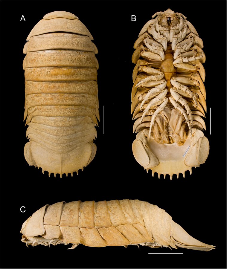 Three views of the dried giant isopod Bathynomus tuebingoborikensis on a black background: from above with a row of spines on the tail plate, from below with its legs and mouthparts, and from the side with its overlapping shell segments