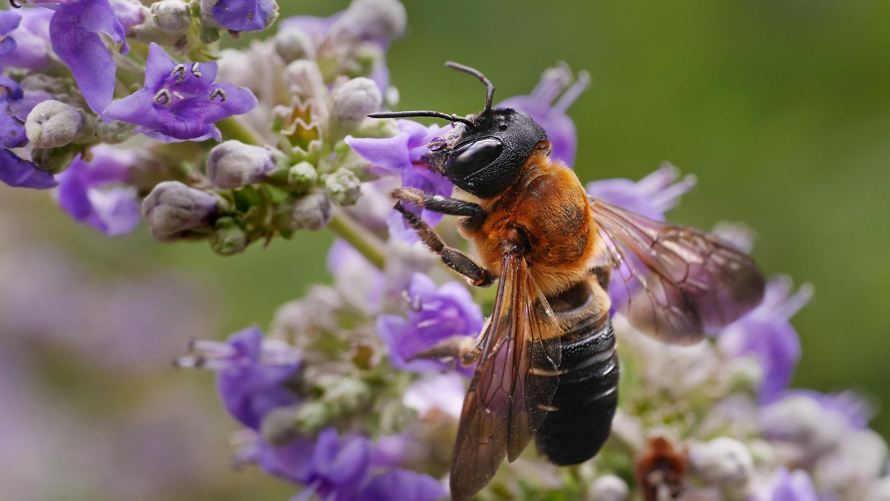 Giant resin bee Megachile sculpturalis feeding on purple flowers in southern France