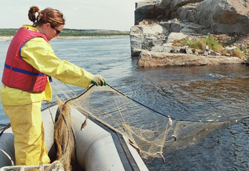 A worker in a yellow rain suit and life jacket hauls a gill net with small fish into an inflatable boat