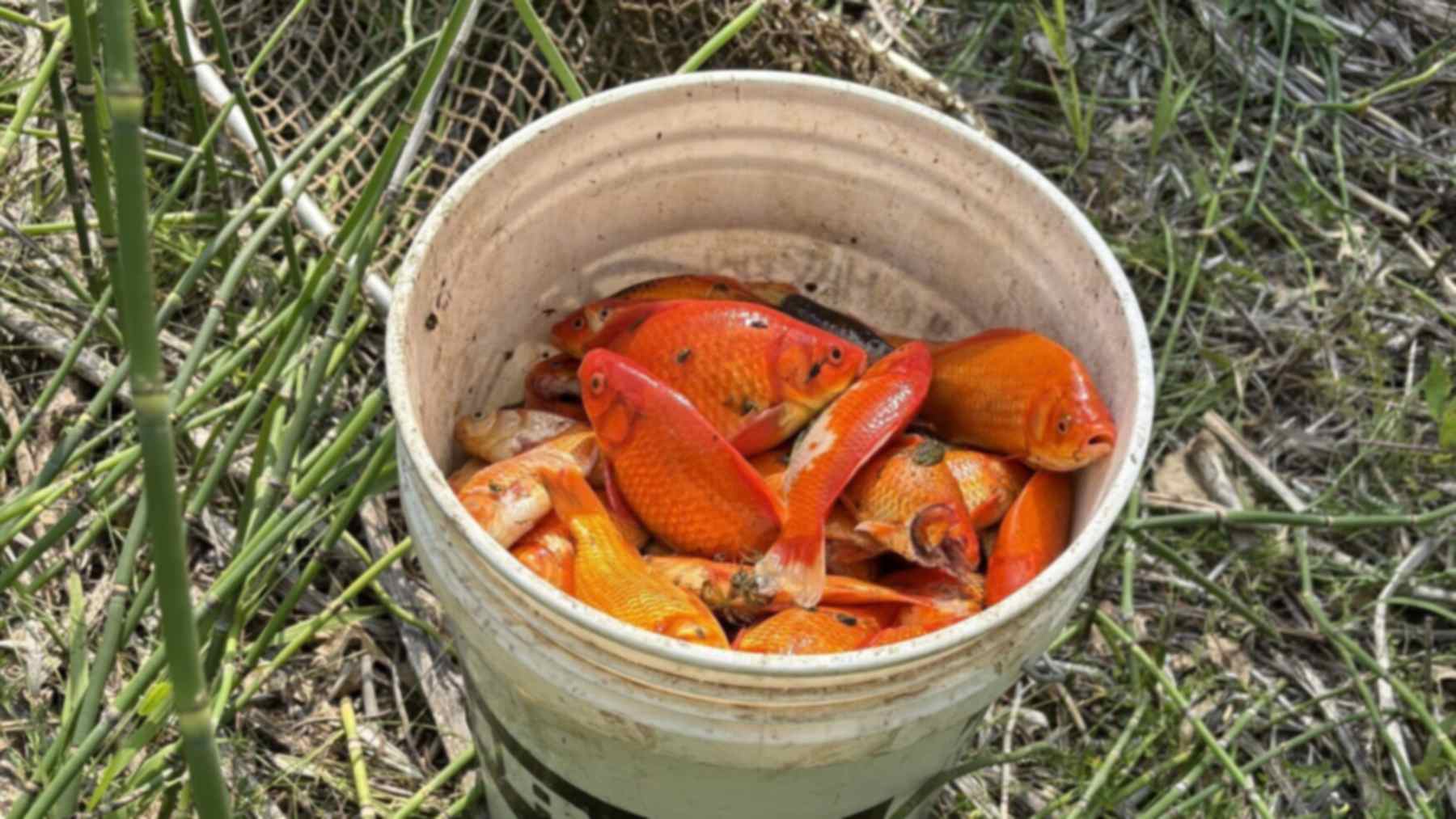 A five-gallon bucket in the grass filled with large goldfish, with a landing net behind it