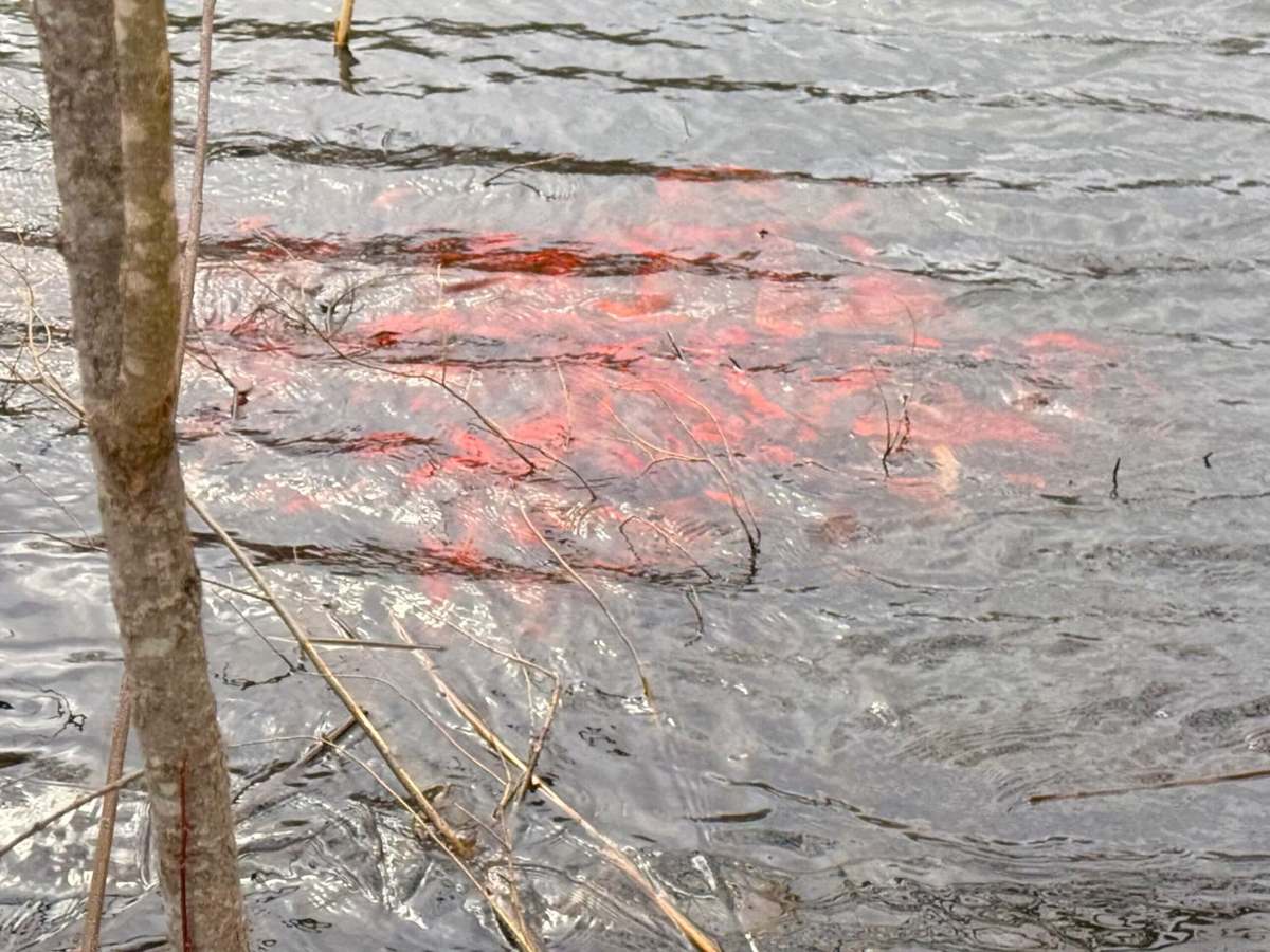 A school of orange goldfish swims just below the surface of a pond in Woodbury, Minnesota