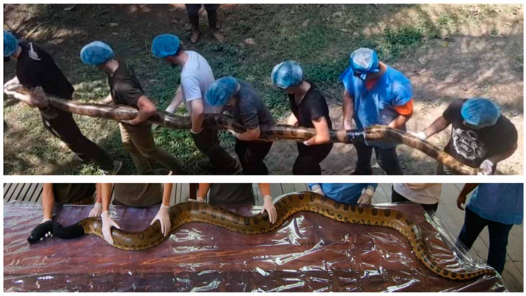 Field team carrying a large green anaconda along the Las Piedras River in Peru