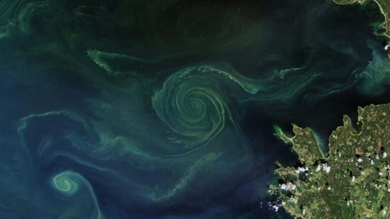 Green swirl of a phytoplankton bloom in the Gulf of Finland, Baltic Sea, seen by Landsat 8 on July 18, 2018