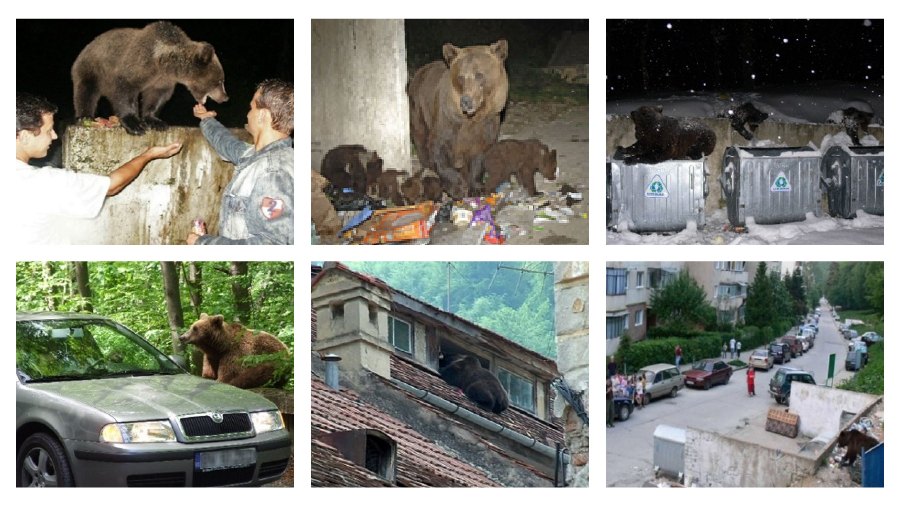 Six photos of habituated brown bears in the Brașov area at garbage bins, beside a car, on a rooftop and on a residential street