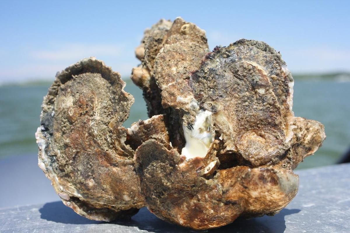 Cluster of healthy oysters from a restored reef in Harris Creek Oyster Sanctuary, Maryland