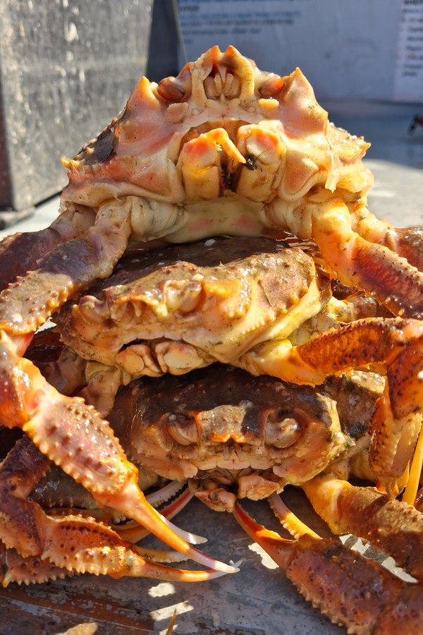 Three harvestable male snow-Tanner hybrid crabs stacked on a sorting table