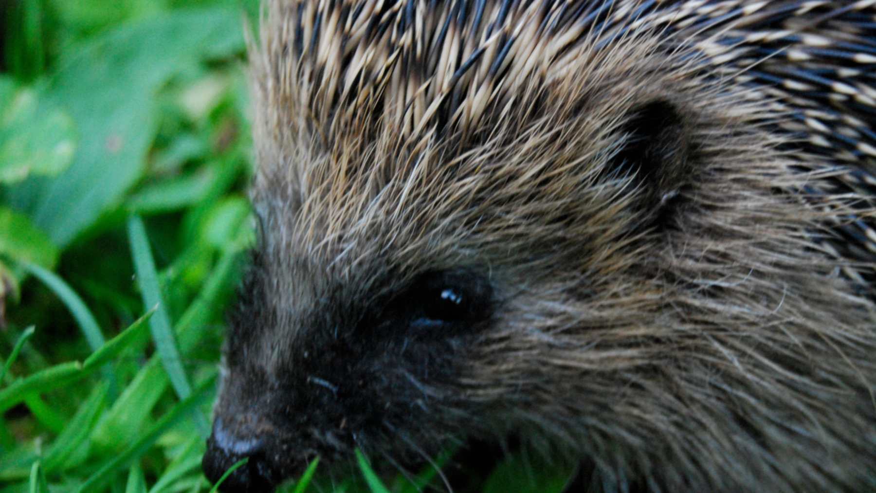 European hedgehog in garden grass, the animal whose hedgehog poop is often mistaken for rat droppings