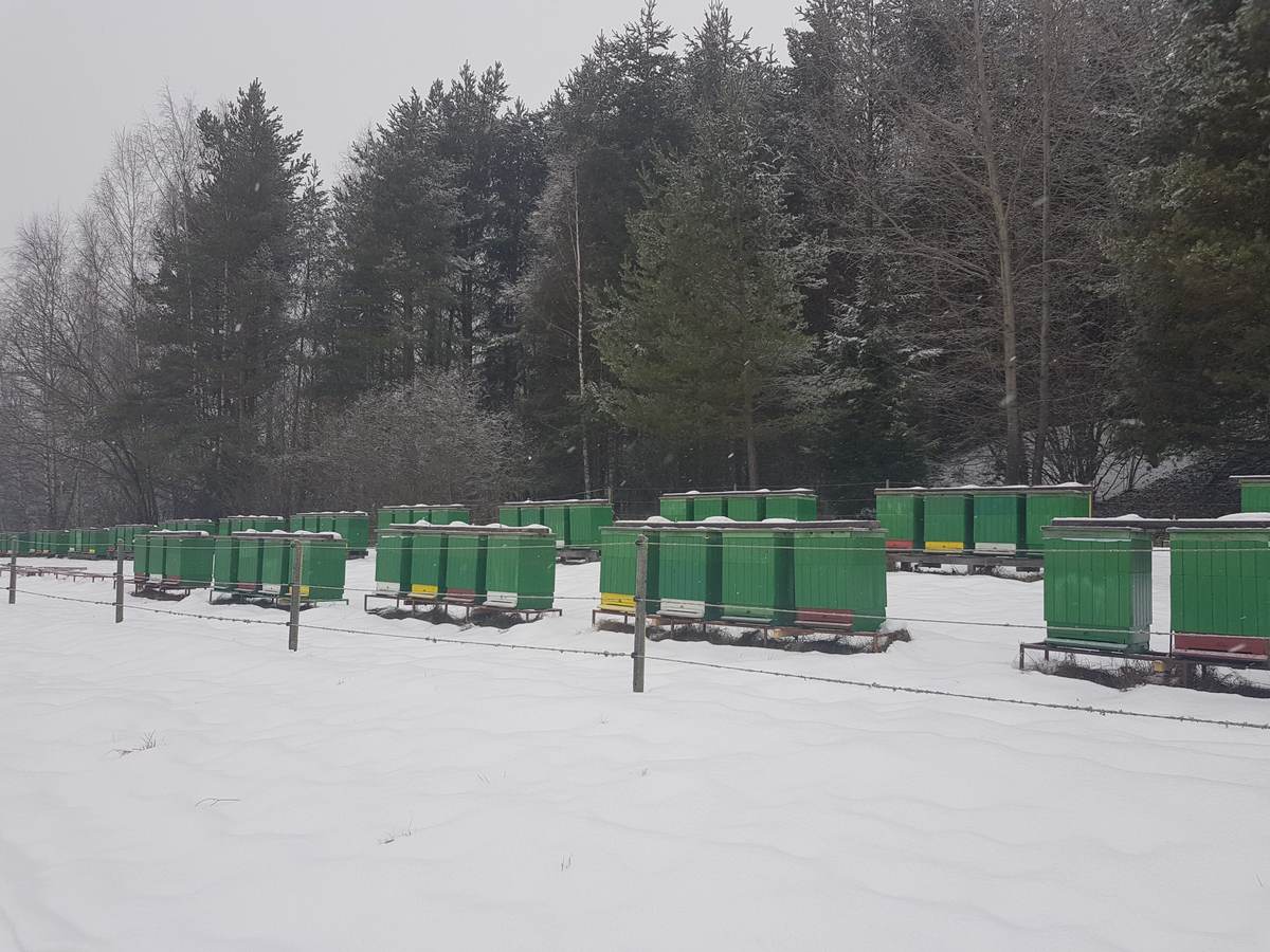 Rows of green beehives in the snow behind a low electric fence strung on posts