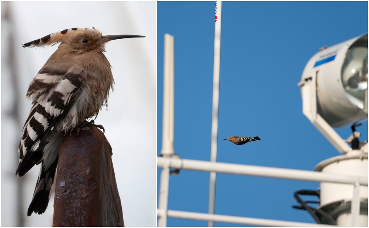 A hoopoe perched on a rusty post and flying past the mast of a research vessel in the Barents Sea