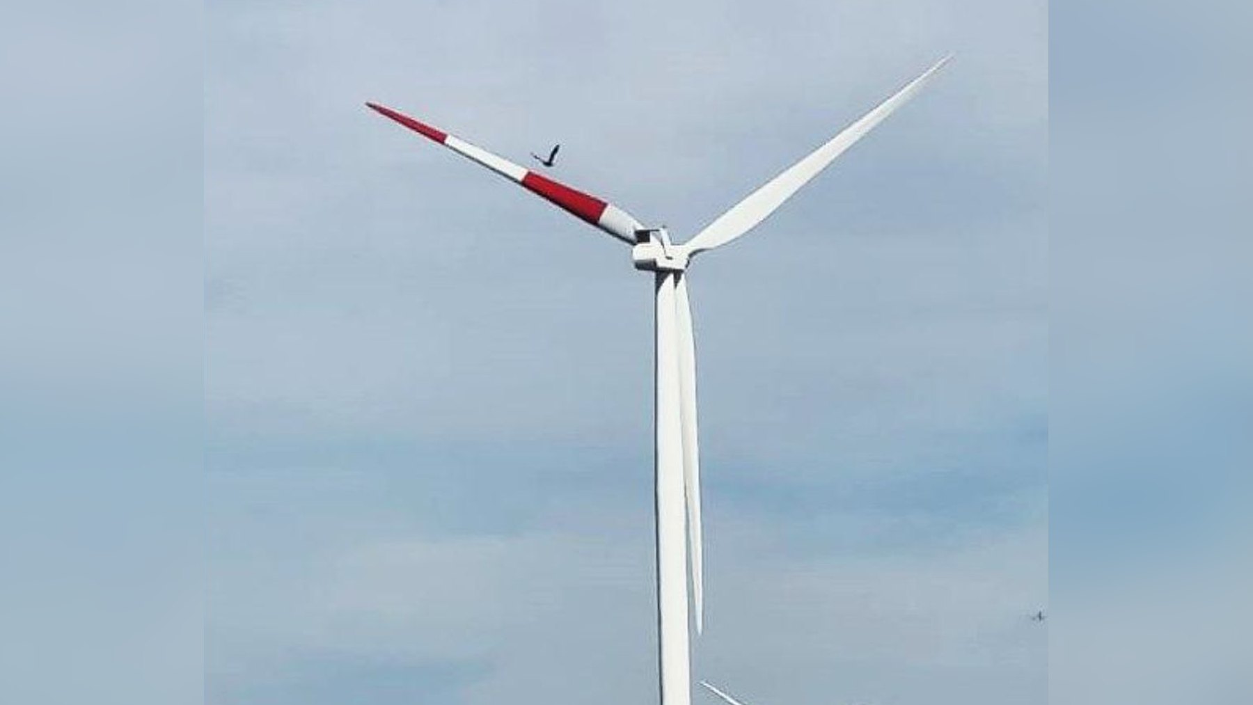Wind turbine with two red stripes on one blade at the Umoya Energy Wind Farm near Hopefield, South Africa, with a bird flying close to the striped blade