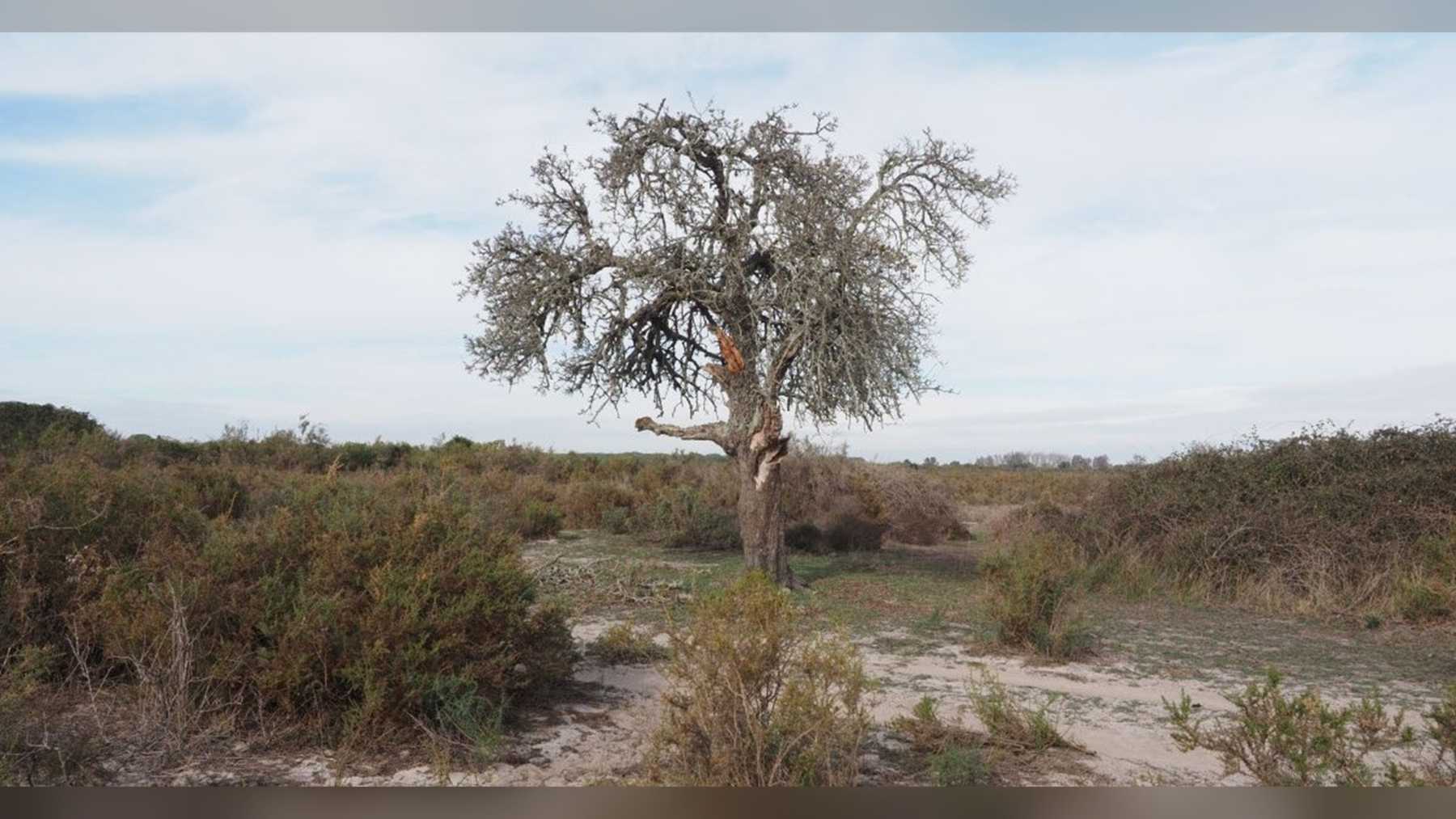 An ailing Iberian pear tree in the Doñana Biological Reserve, Spain