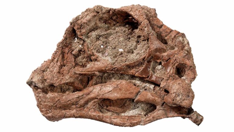 Fossil skull of the hell chicken dinosaur Infernogallus jamesi, specimen ROM VP 65050, seen from the left side