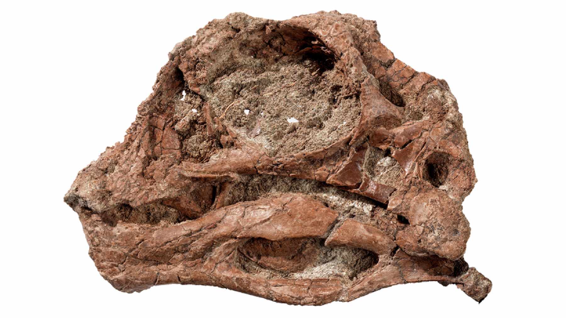 Fossil skull of the hell chicken dinosaur Infernogallus jamesi, specimen ROM VP 65050, seen from the left side