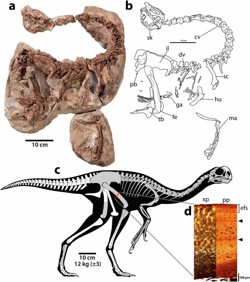Infernogallus jamesi skeleton as found, a line drawing of the bones, a skeletal reconstruction and a thin section of the thigh bone