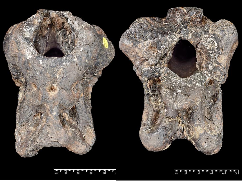 Two views of the fossil braincase of Invictibellatrix amberina against a black background with millimeter scale bars