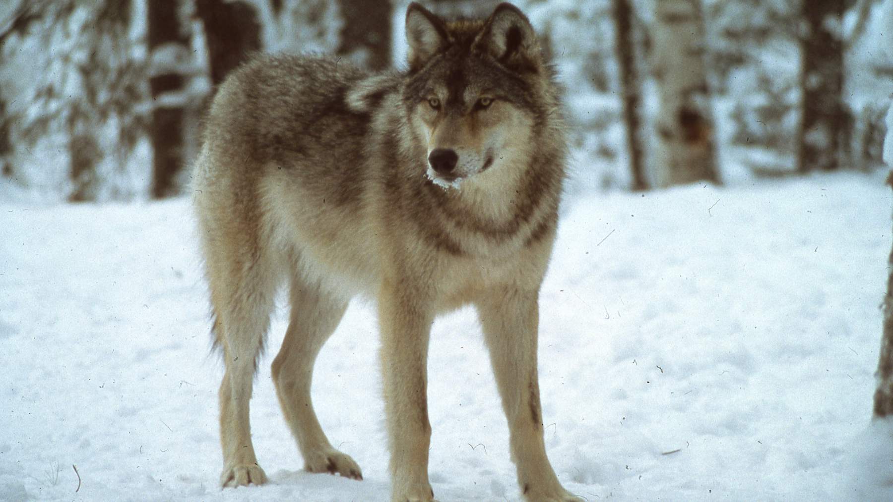 A gray wolf standing in deep snow in a winter forest