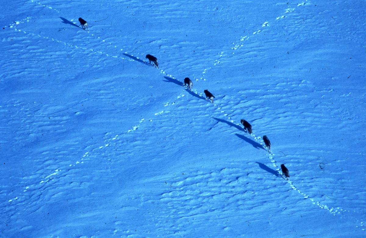 Aerial view of a line of wolves walking across snow-covered ice