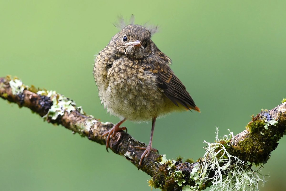 A speckled brown juvenile robin without a red breast standing on a lichen-covered branch