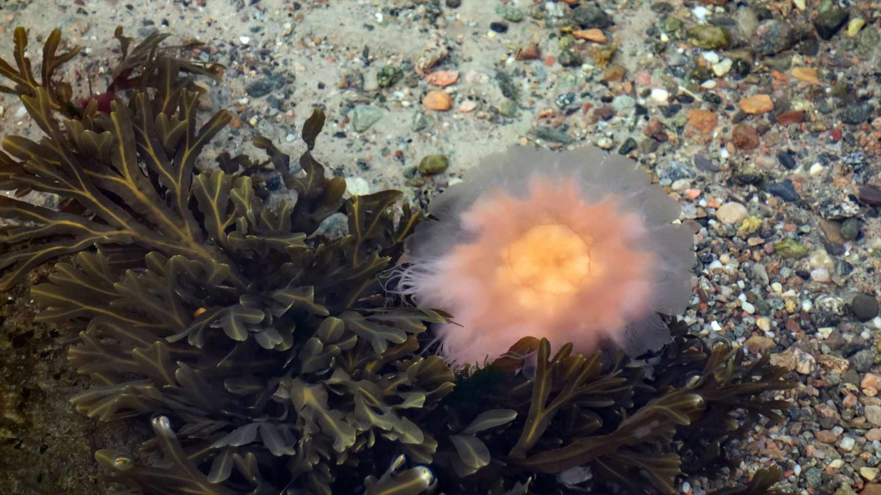 A pinkish orange lion's mane jellyfish washed up next to bladder wrack on a pebbly beach