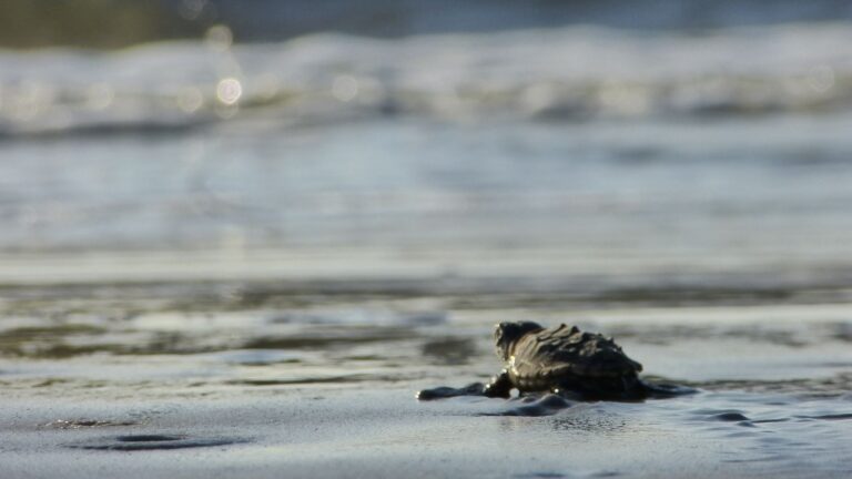 Sea turtle hatchling crawling into the surf on Blackbeard Island, one of the Georgia beaches where sea turtle nests are counted every summer