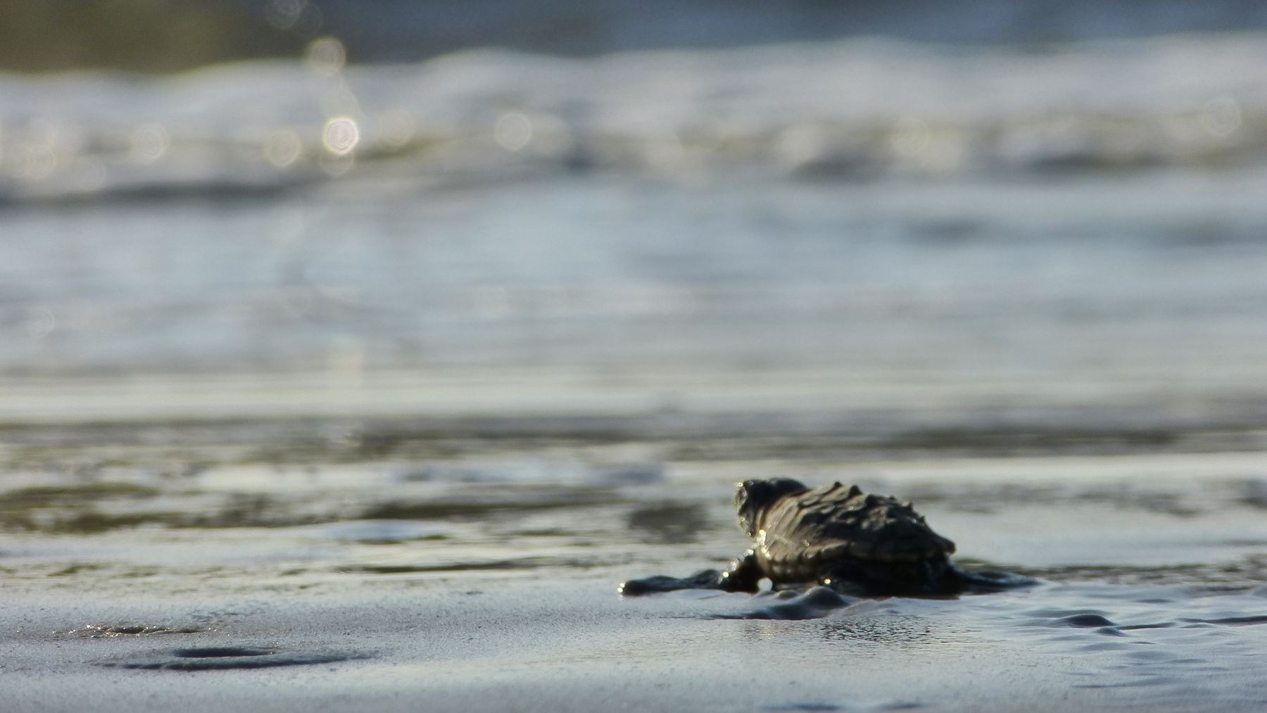 Sea turtle hatchling crawling into the surf on Blackbeard Island, one of the Georgia beaches where sea turtle nests are counted every summer
