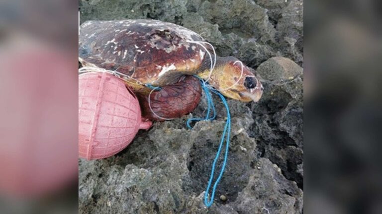 Loggerhead turtle tangled in a fishing buoy and line on Aldabra, Seychelles plastic pollution