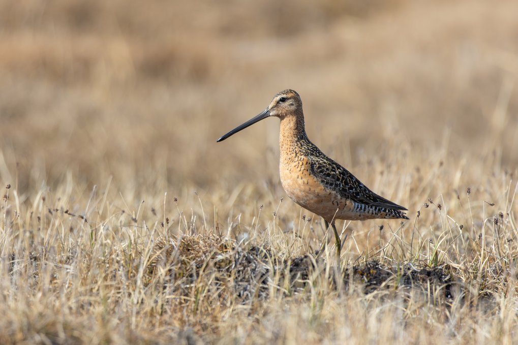 A long-billed shorebird with rusty underparts standing in dry grass