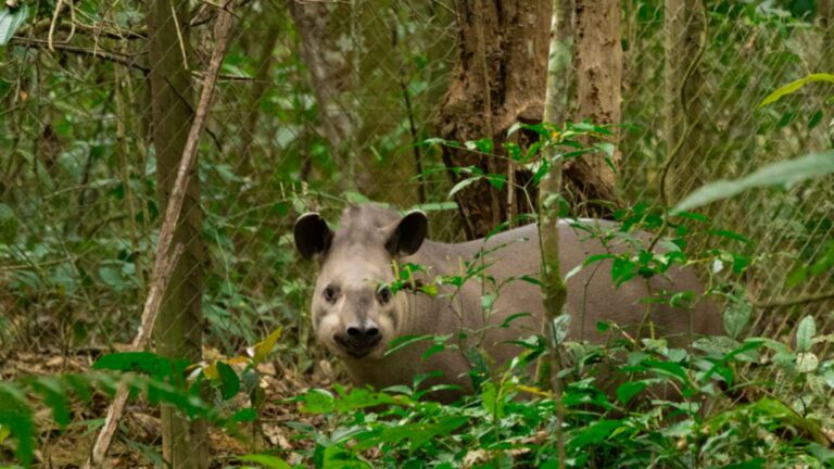 Lowland tapirs reintroduced at the Guapiaçu Ecological Reserve: a tapir looks out from forest undergrowth beside a wire fence in Rio de Janeiro state