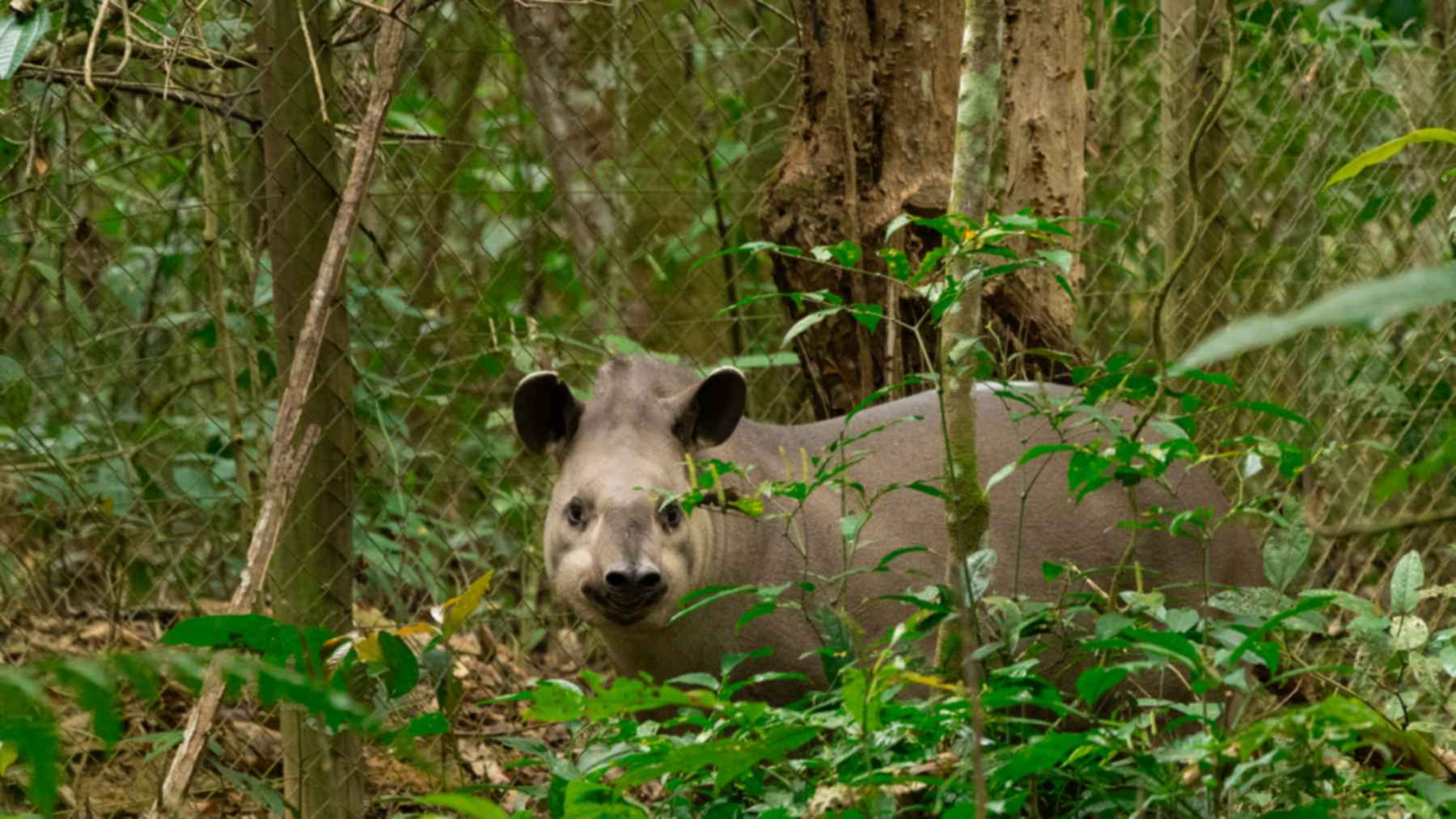 Lowland tapirs reintroduced at the Guapiaçu Ecological Reserve: a tapir looks out from forest undergrowth beside a wire fence in Rio de Janeiro state