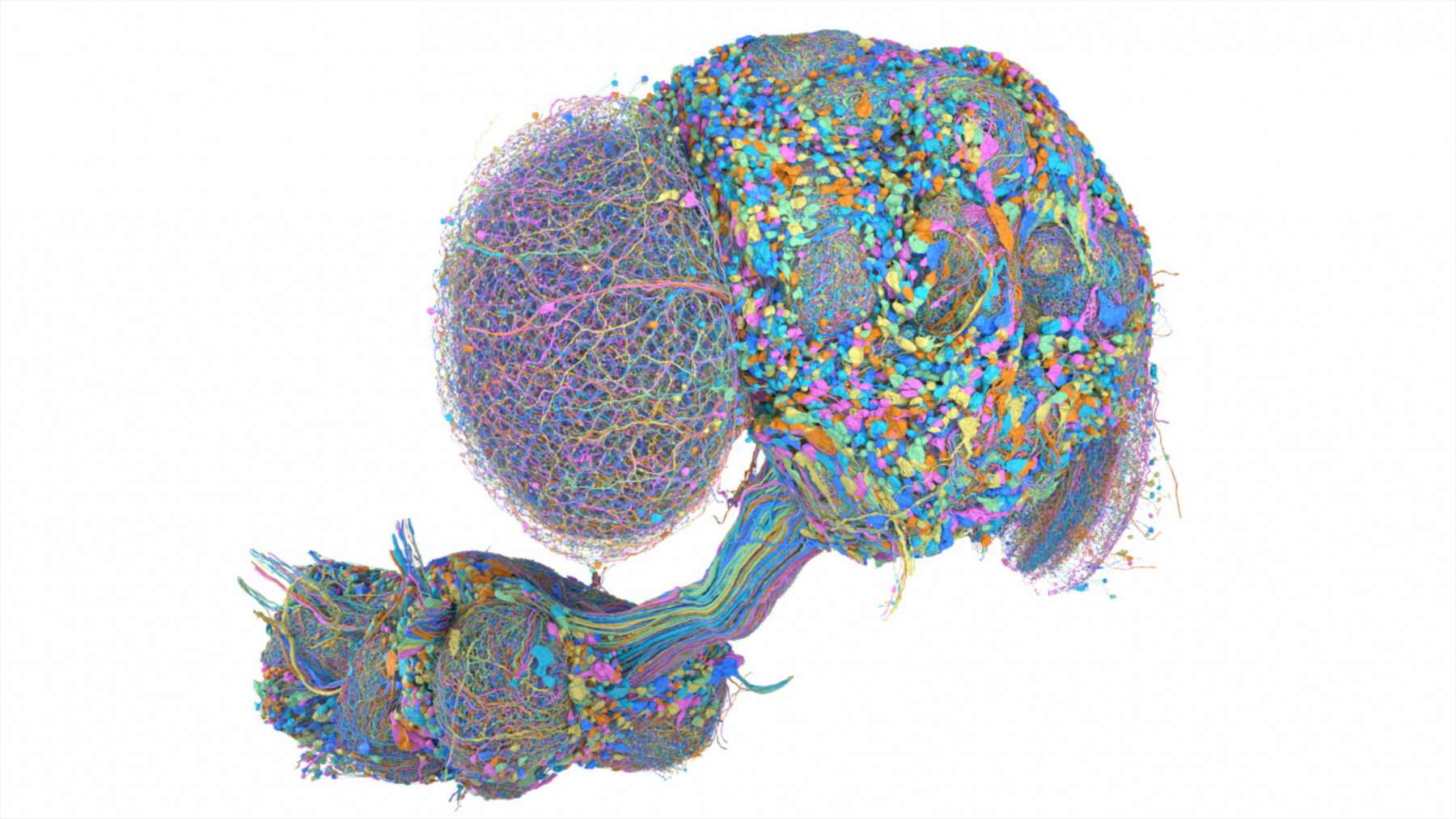 Rendering of the neurons in the central nervous system of a male fruit fly, from the brain to the nerve cord