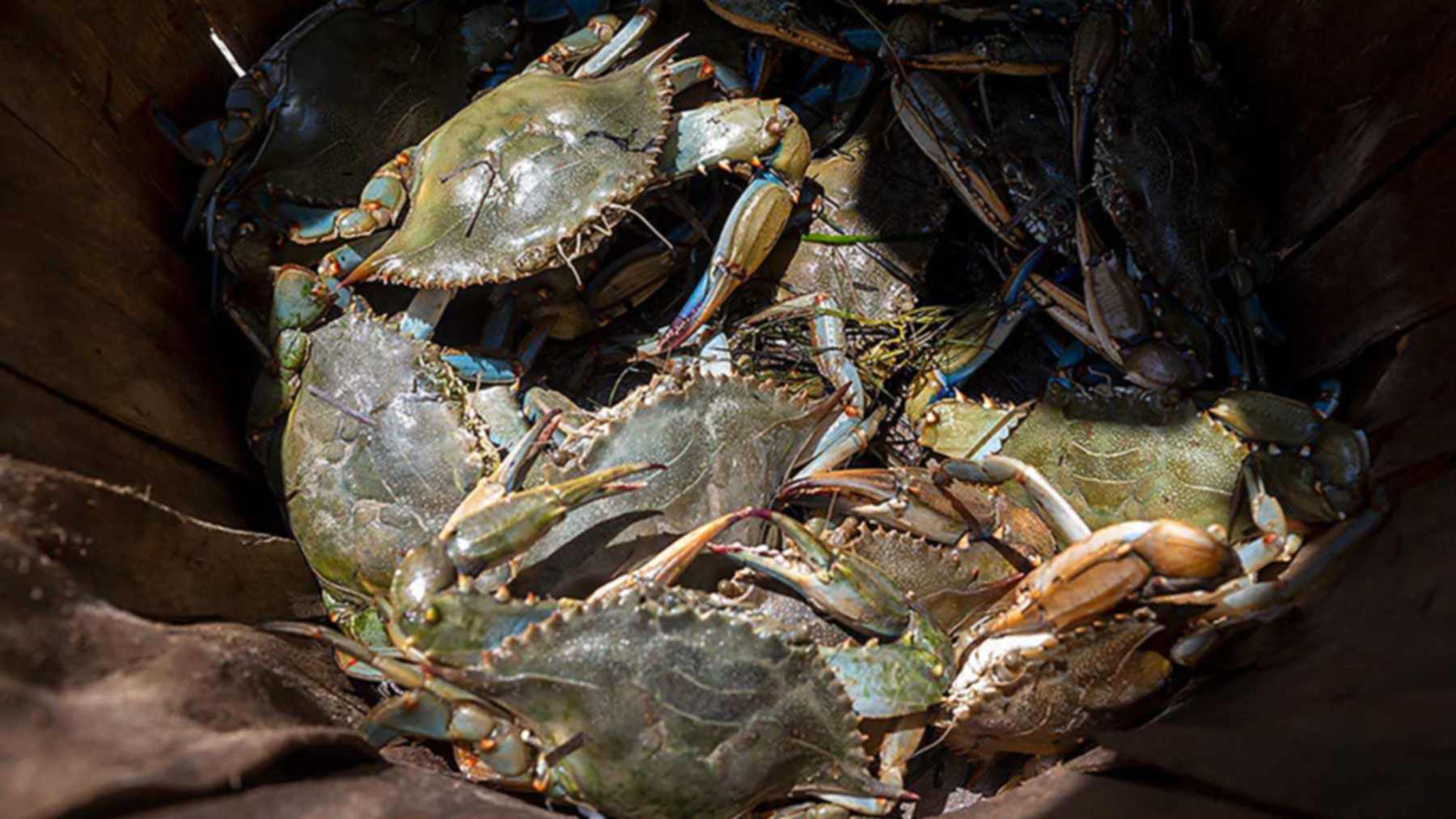 Maryland blue crabs piled in a wooden basket, the kind of seafood shells that supply chitosan for zinc battery gels
