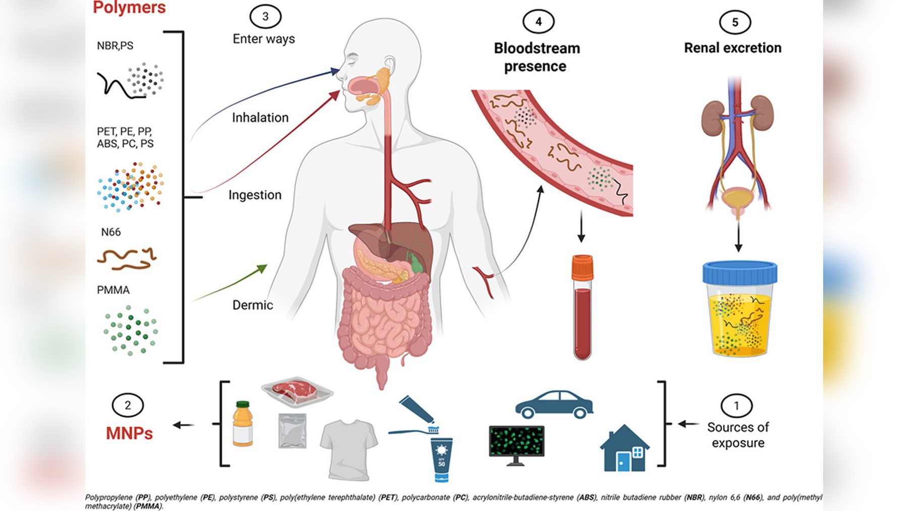 Diagram of microplastics entering the human body through inhalation, ingestion and skin, reaching the bloodstream and leaving in urine