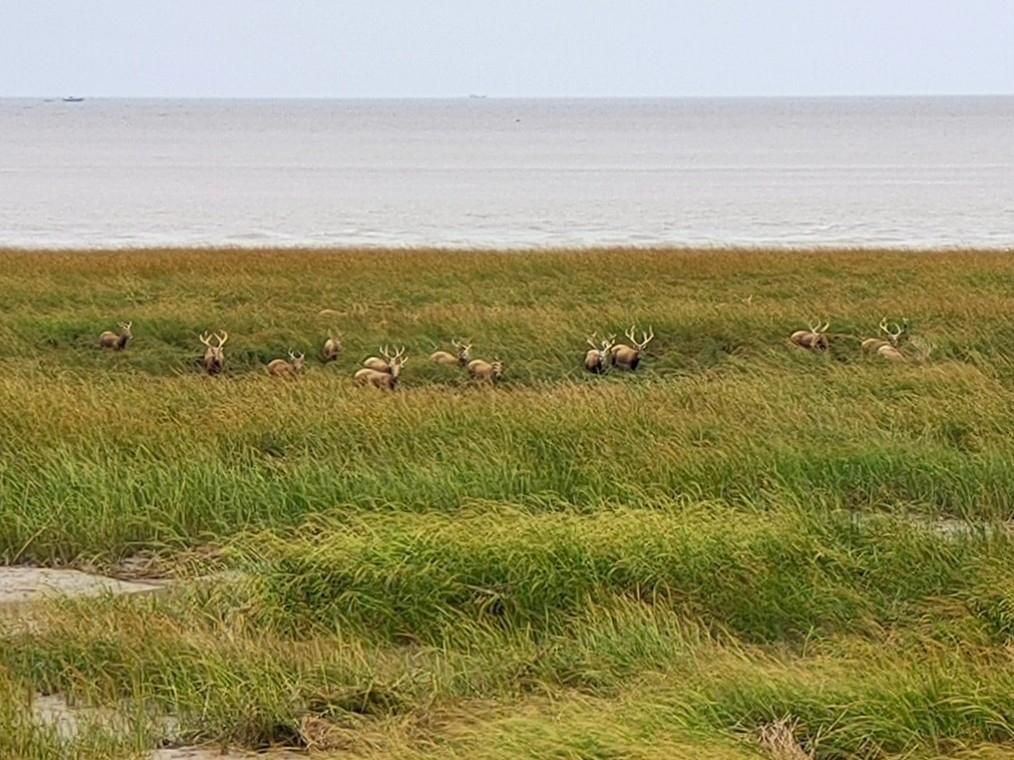 A group of wild Milu deer, several with antlers, in coastal salt marsh grass beside the sea in Jiangsu, China